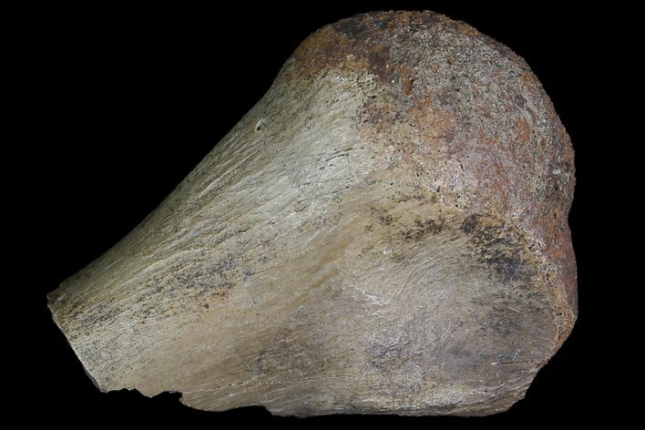 Ornithomimid Metatarsal End - Alberta (Disposition #-) #92787